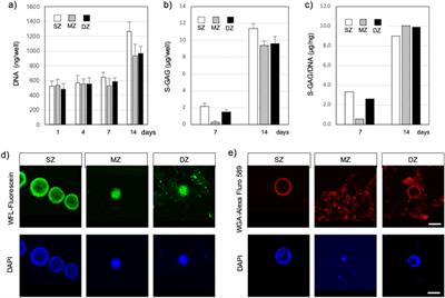 Bidirectionally validated in silico and in vitro formation of specific depth zone-derived chondrocyte spheroids and clusters